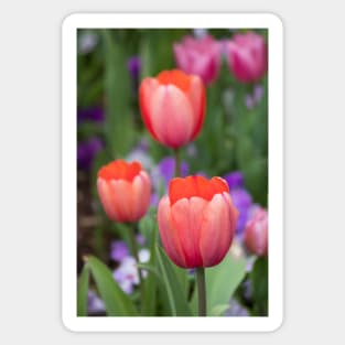 Spring Tulips Sticker